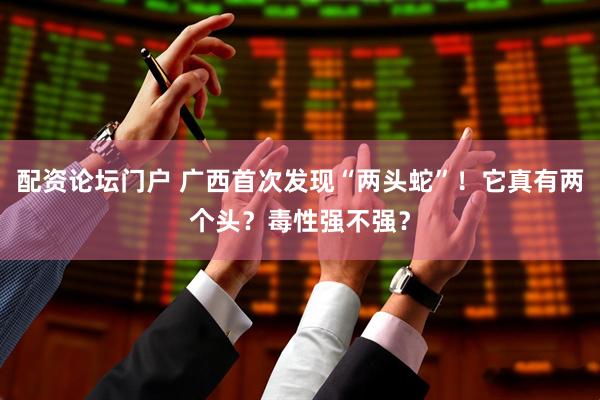 配资论坛门户 广西首次发现“两头蛇”！它真有两个头？毒性强不强？